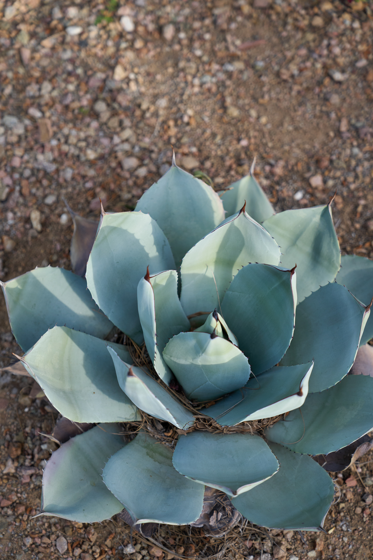 Trueform Desert Garden Huachuca Agave