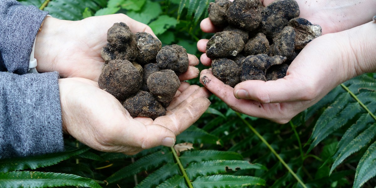 Truffle Dog Co Truffles in Hands