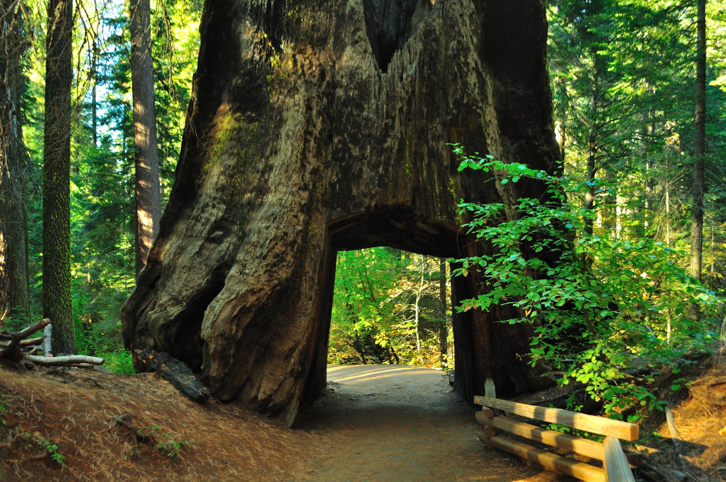 Save Oregon's Oldest Trees