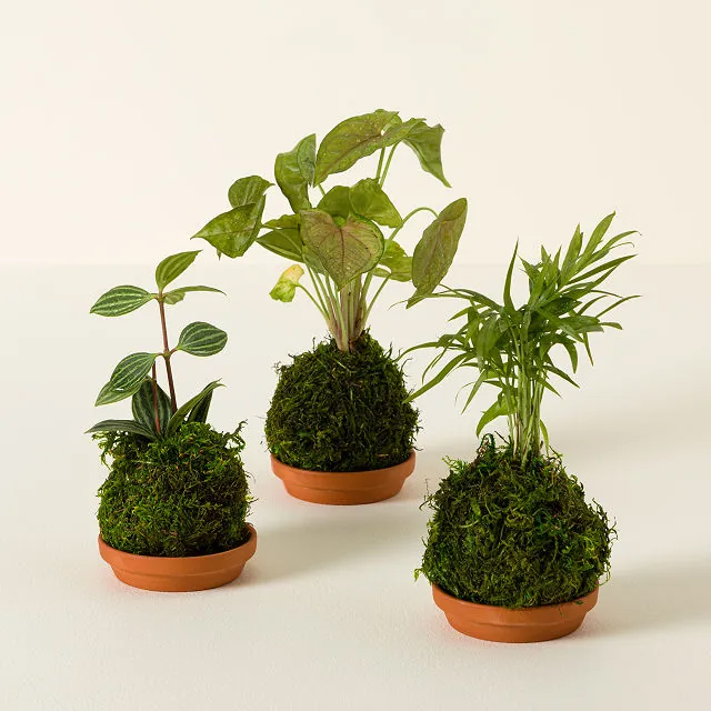 Uncommon Goods Kokedama Trio