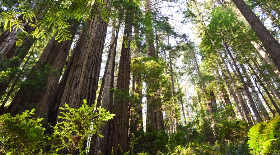 redwood-national-and-state-parks-california