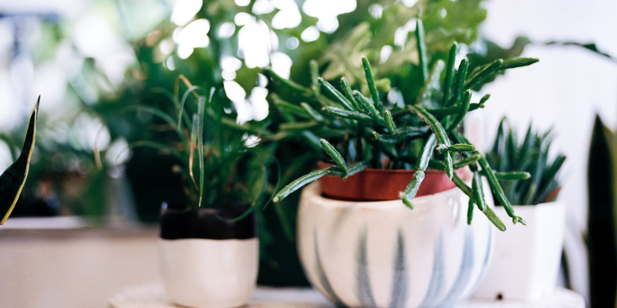 Plants in Containers