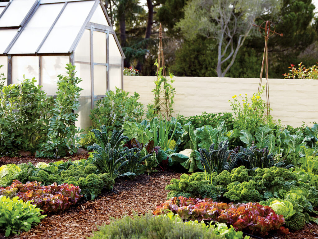 Vegetable Garden