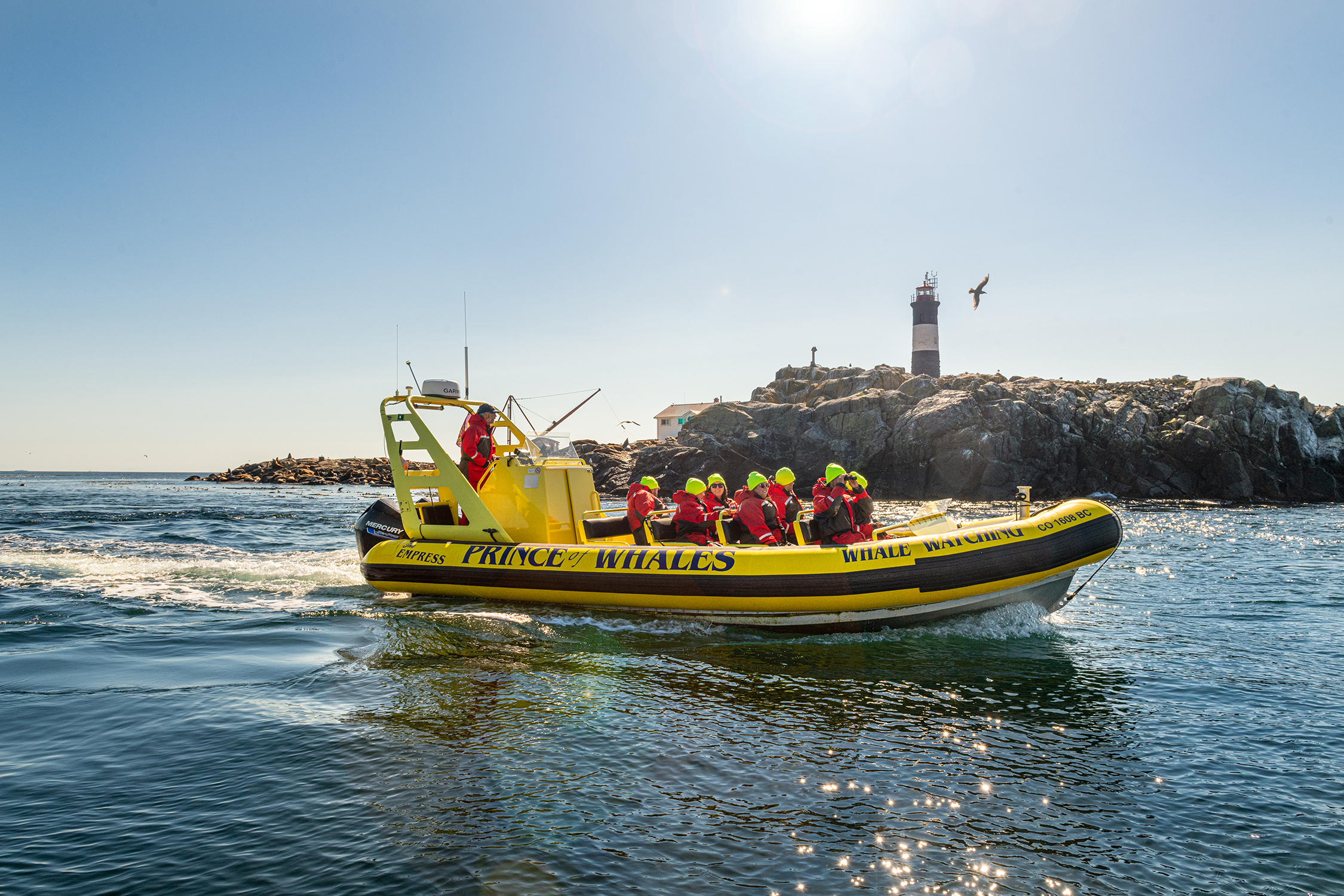 Victoria Prince of Wales Salish Sea Whale Watching Tour