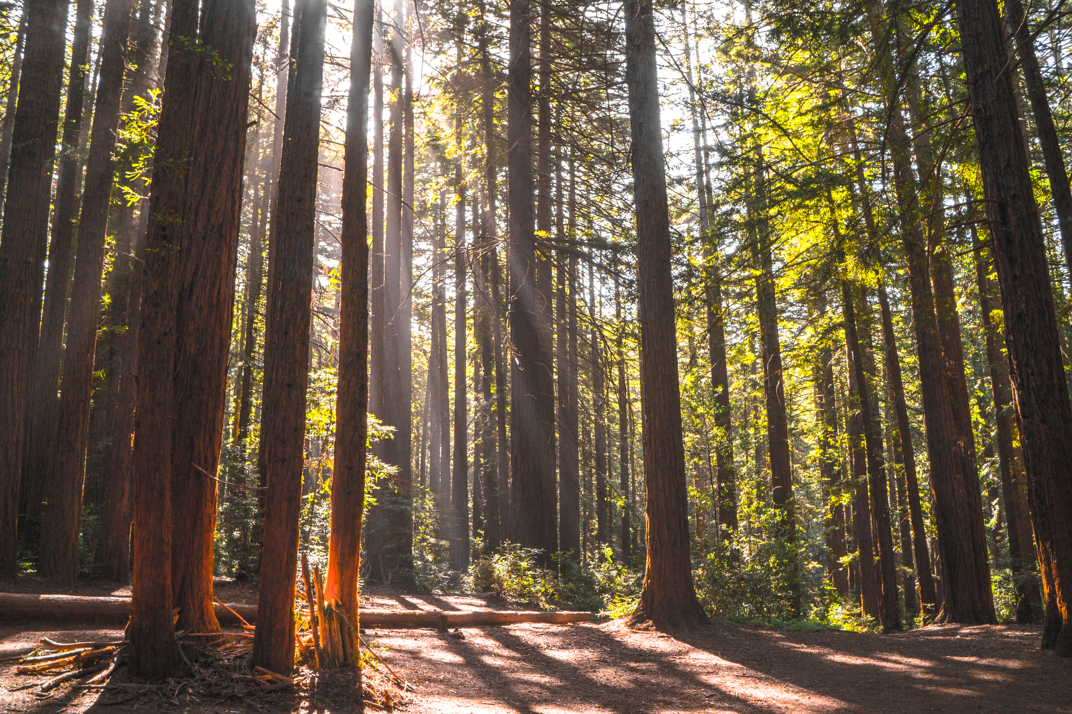 Visit Oakland Joaquin Miller Park