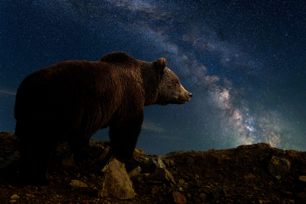 Night Landscape with Bear and the Milky Way