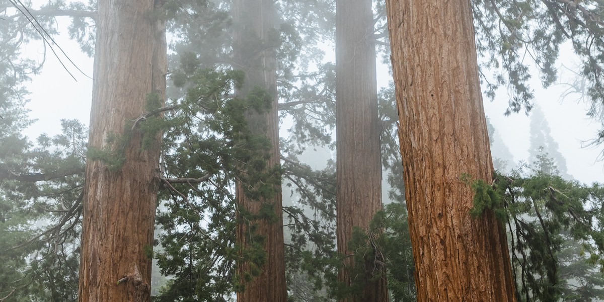 Danielle LaRock and Cassie Yahnian Among Redwoods