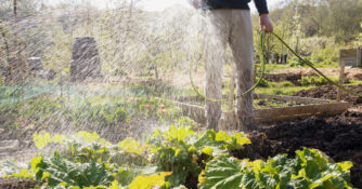 Watering Vegetable Garden with Hose