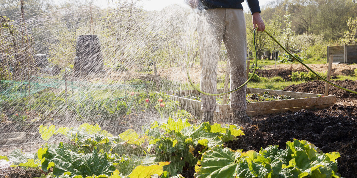 Watering Vegetable Garden with Hose