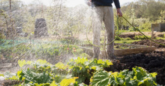 Watering Vegetable Garden with Hose