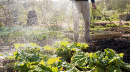 Watering Vegetable Garden with Hose