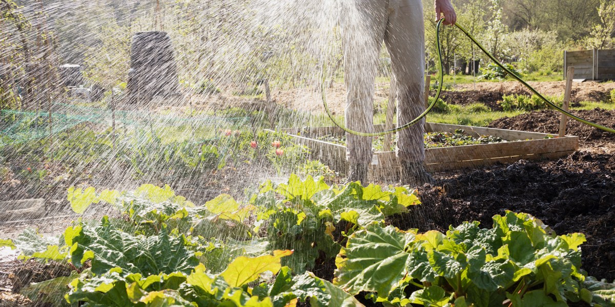Watering Vegetable Garden with Hose