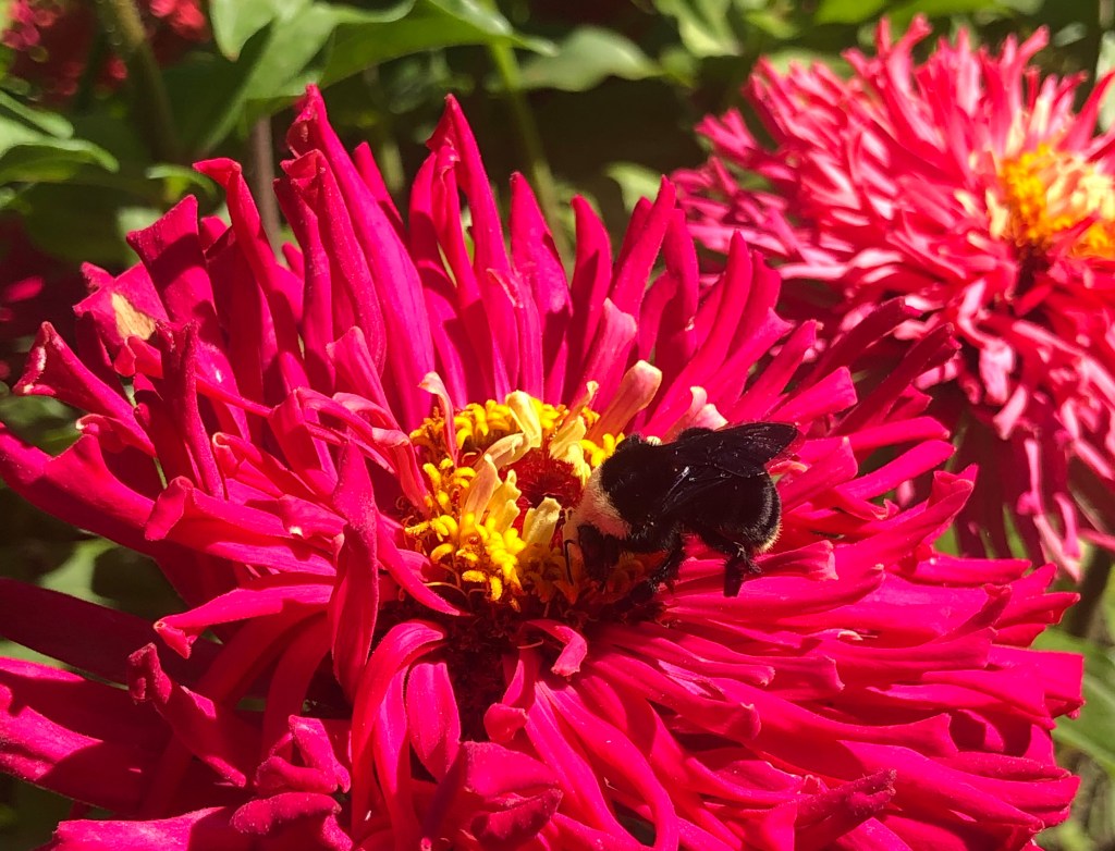 Pests Poking at Your Garden? This Expert Knows What to Do