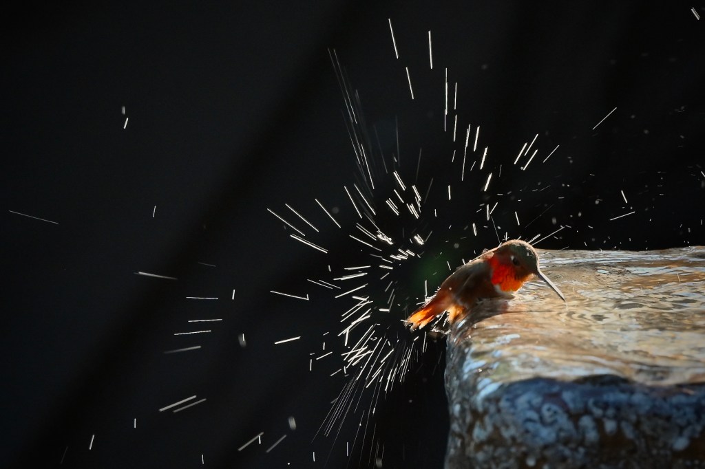 Ravens, Bobcats, Deer, Oh My! A Suburban Backyard Turns Into a Wildlife Oasis