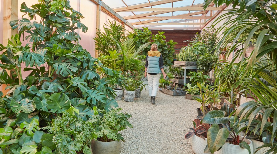I’m a Garden Editor, and Here’s What I Always Do Before Buying a Houseplant