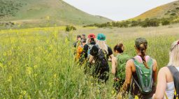 People walking through a field of yellow flowers.