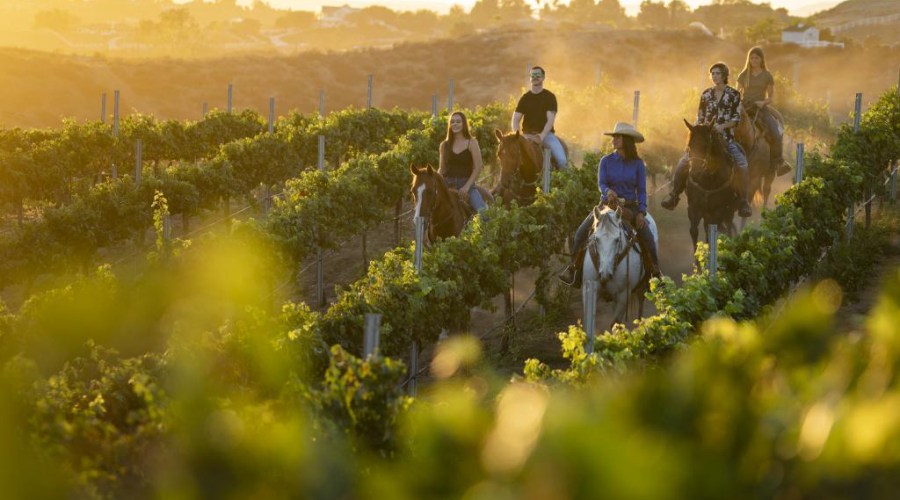 5 Wine Growing Regions Every Oenophile Should Visit