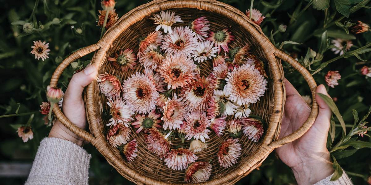 Harvesting Calendula