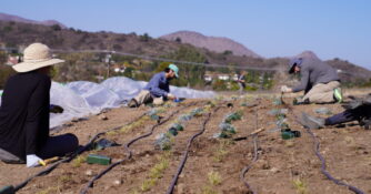 Installing Irrigation