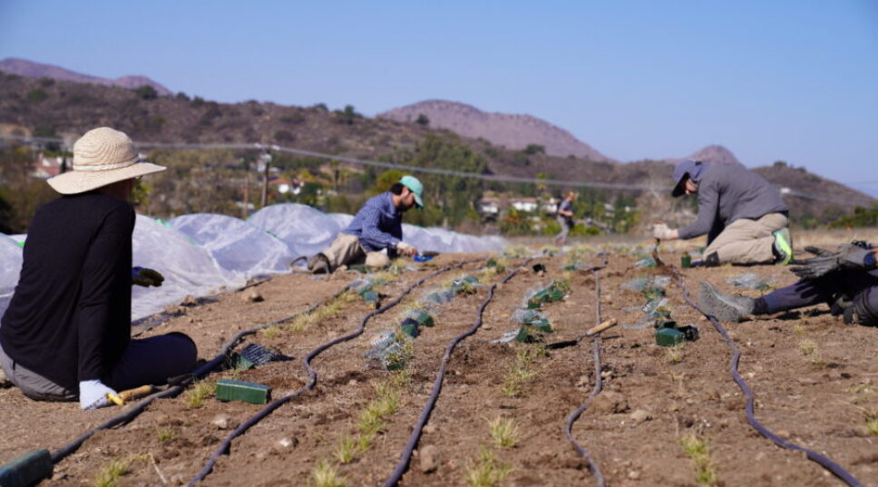 This Is Why You Shouldn’t Start Spreading Seeds in Wildfire Zones 