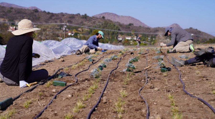 This Is Why You Shouldn’t Start Spreading Seeds in Wildfire Zones 