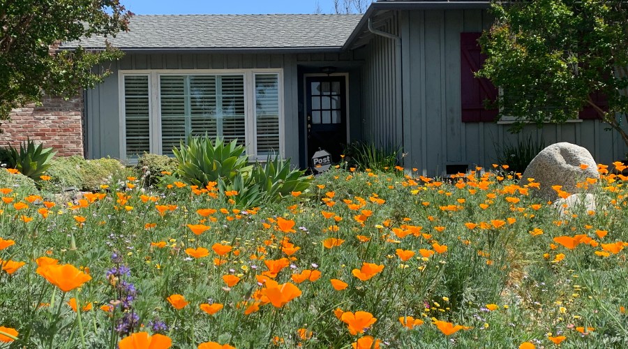 This Is the Quickest Way to Get Rid of Your Lawn (and Yes, You Should Do It Now)