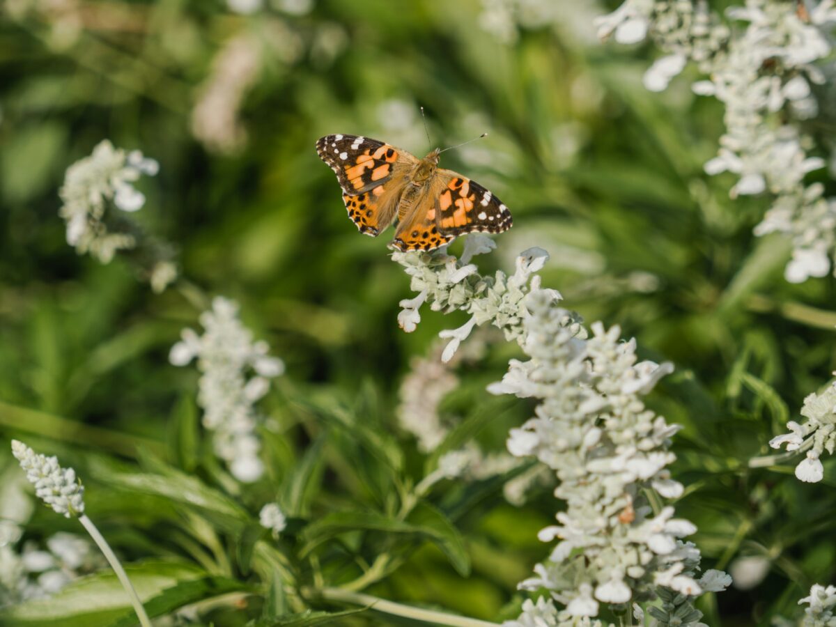 Butterfly on White Sage