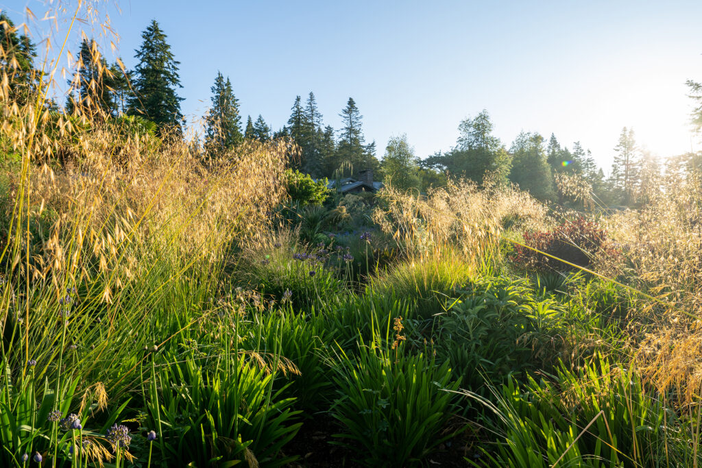 Windcliff Grasses