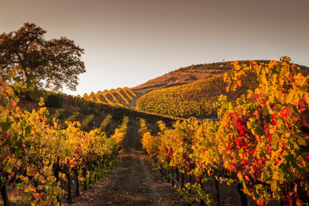 Celebrate Pinot Noir Day in These Top-Tier Western Wine Regions 