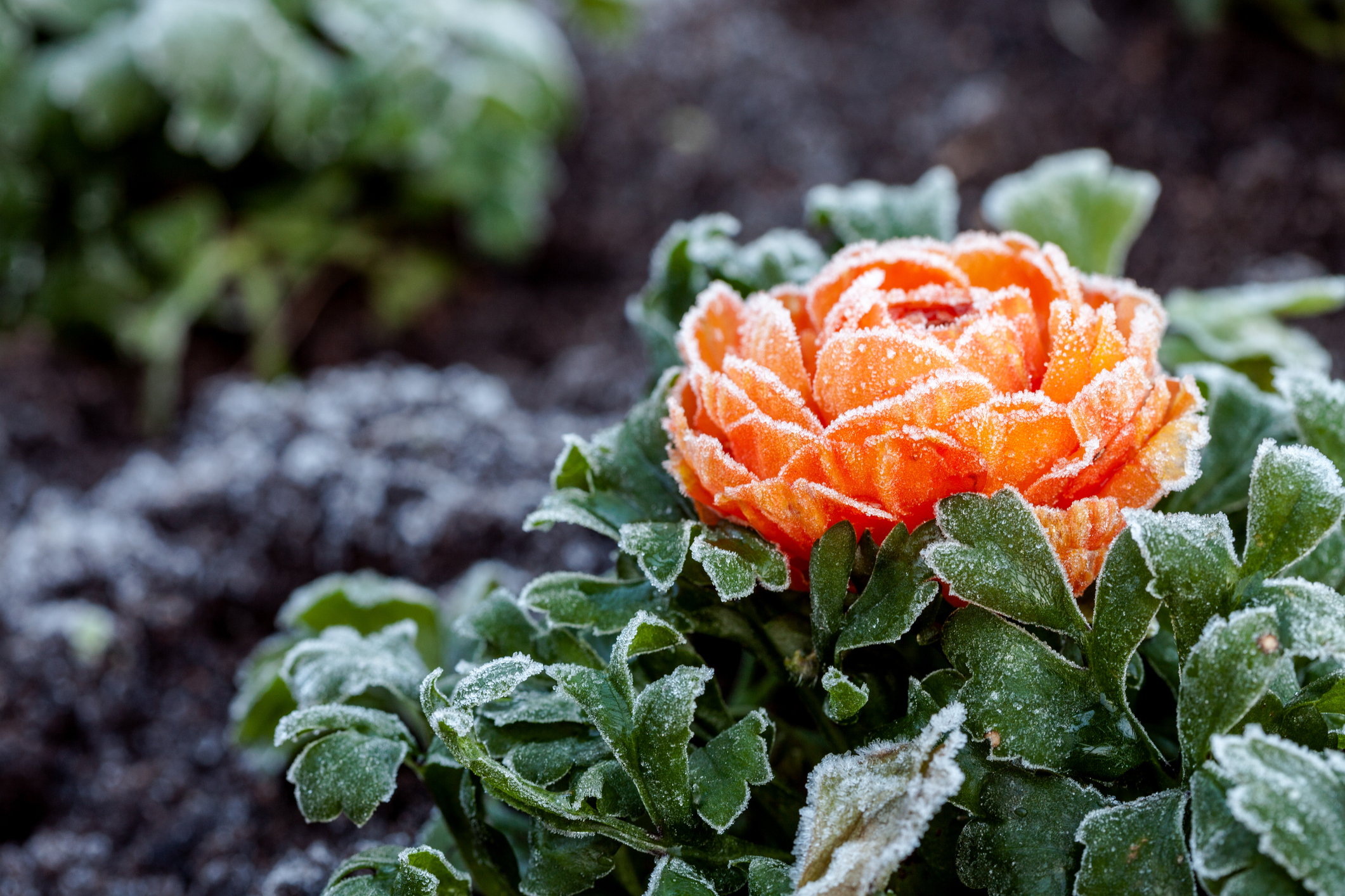 Winter Flowering Plants, Winter Landscaping