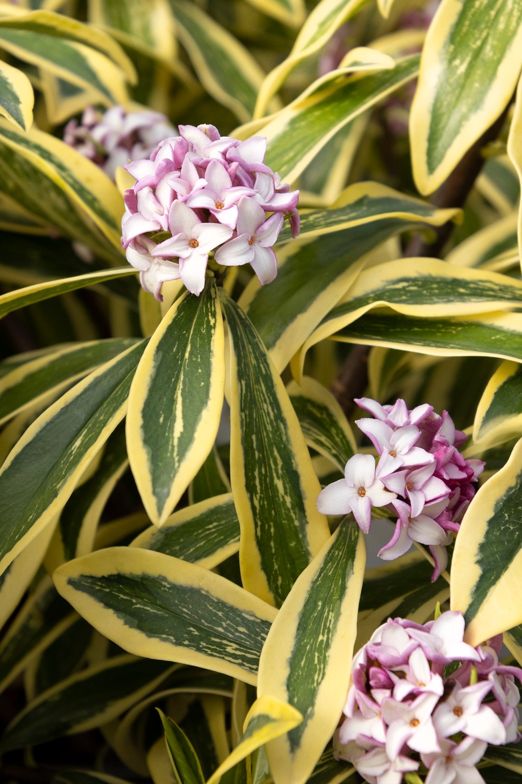 These Plants Thrive in the Winter 
