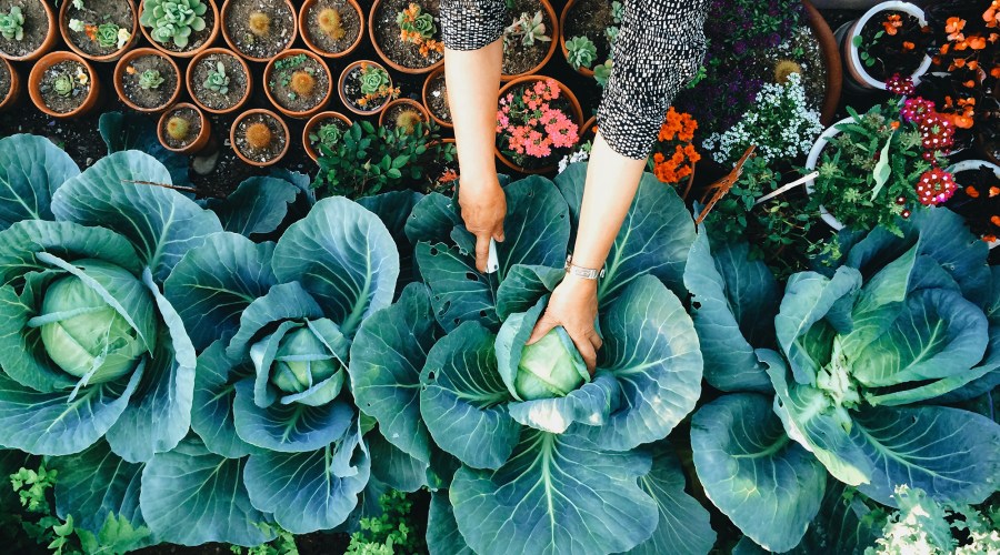 18 Thoughtful Gifts for the Garden-Obsessed