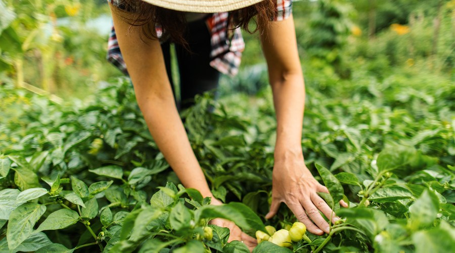 Yes, You Can Grow Your Own Spices in Your Garden and Save Money—Here’s How