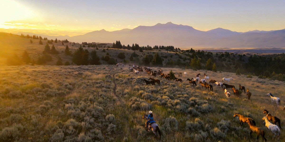 Paradise Valley Horse Roundup