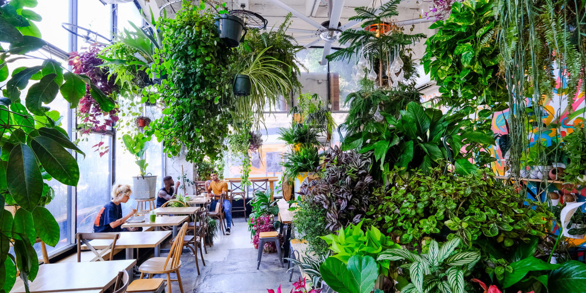 Yuko Kitchen Dtla Plants Interior